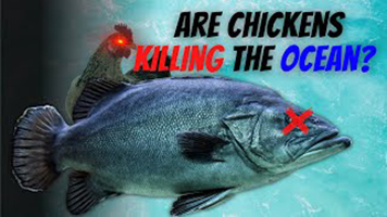 Are Chickens Killing the Ocean?
